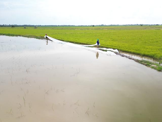 Tây Ninh: Hơn 4.000 ha lúa có nguy cơ bị ngập lũ- Ảnh 1. Tây Ninh: Hơn 4.000 ha lúa có nguy cơ bị ngập lũ- Ảnh 1.