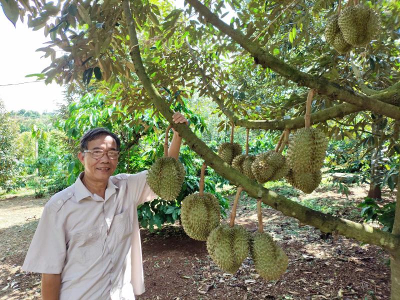 Đại nông trại sầu riêng Krông Pắc áp dụng công nghệ hiện đại trong sản xuất - Ảnh 1. Đại nông trại sầu riêng Krông Pắc áp dụng công nghệ hiện đại trong sản xuất - Ảnh 1.