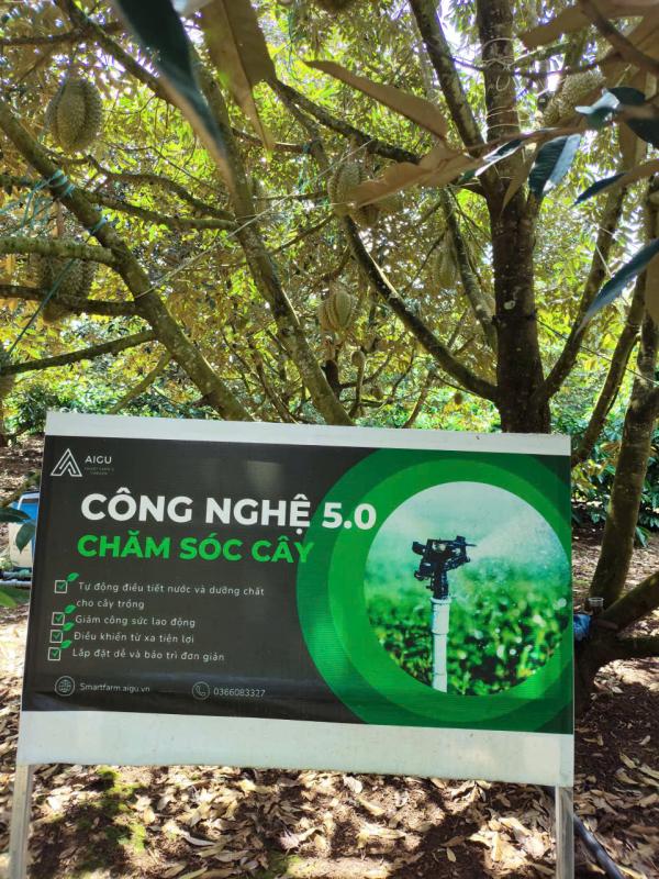 Đại nông trại sầu riêng Krông Pắc áp dụng công nghệ hiện đại trong sản xuất - Ảnh 3. Đại nông trại sầu riêng Krông Pắc áp dụng công nghệ hiện đại trong sản xuất - Ảnh 3.