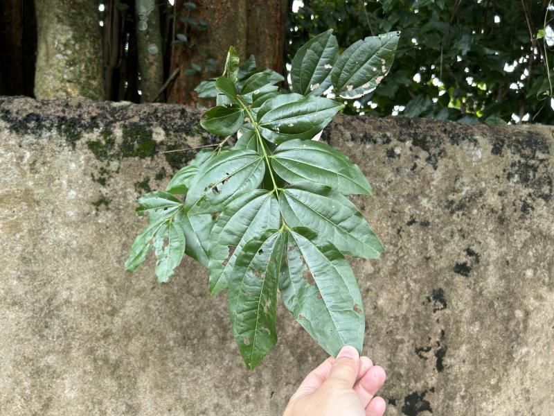 Cây lạ giữa phố: Sài Gòn hiếm gòn, Củ Chi vắng củ chi - Ảnh 2. Cây lạ giữa phố: Sài Gòn hiếm gòn, Củ Chi vắng củ chi - Ảnh 2.