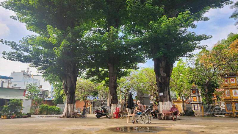Cây lạ giữa phố: Sài Gòn hiếm gòn, Củ Chi vắng củ chi - Ảnh 3. Cây lạ giữa phố: Sài Gòn hiếm gòn, Củ Chi vắng củ chi - Ảnh 3.