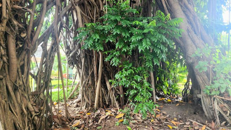 Cây lạ giữa phố: Sài Gòn hiếm gòn, Củ Chi vắng củ chi - Ảnh 7. Cây lạ giữa phố: Sài Gòn hiếm gòn, Củ Chi vắng củ chi - Ảnh 7.