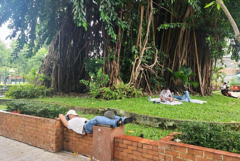 Cây lạ giữa phố: Sài Gòn hiếm gòn, Củ Chi vắng củ chi - Ảnh 8. Cây lạ giữa phố: Sài Gòn hiếm gòn, Củ Chi vắng củ chi - Ảnh 8.