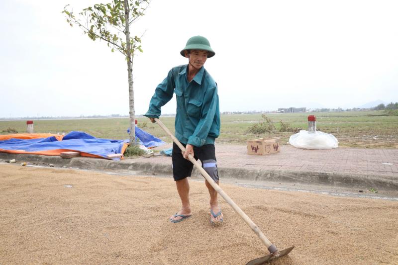 Trắng tay sau lũ , cha bán rẻ lúa ẩm để mua sữa cho con nhỏ - Ảnh 3.