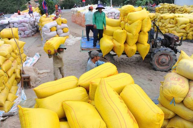 Xây dựng sức mạnh cho hạt gạo Việt Nam - Ảnh 3.
