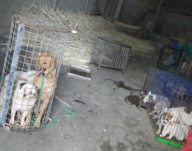 Nhức nhối trộm chó, mèo ở TP.HCM - Kỳ 2: Dùng AI tạo chó giả để lừa tiền chuộc- Ảnh 10. Nhức nhối trộm chó, mèo ở TP.HCM - Kỳ 2: Dùng AI tạo chó giả để lừa tiền chuộc- Ảnh 10.