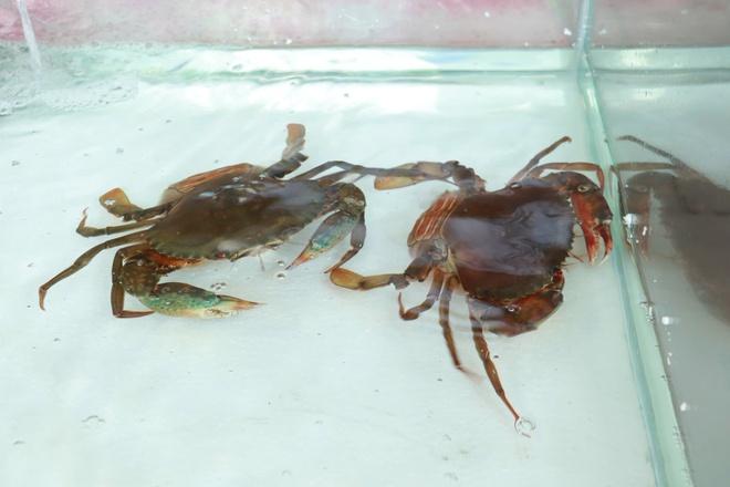 Hôm nay ngày đầu lễ hội ẩm thực cua Cà Mau ở TP.HCM: Thực khách hào hứng- Ảnh 7. Hôm nay ngày đầu lễ hội ẩm thực cua Cà Mau ở TP.HCM: Thực khách hào hứng- Ảnh 7.