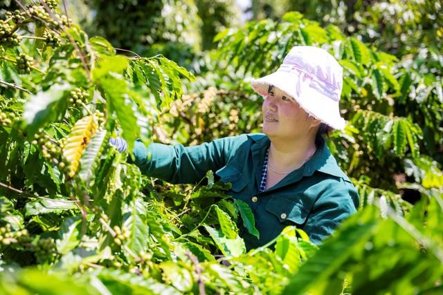 Nestlé Việt Nam tôn vinh nông dân canh tác cà phê bền vững
- Ảnh 3.
Nestlé Việt Nam tôn vinh nông dân canh tác cà phê bền vững
- Ảnh 3.