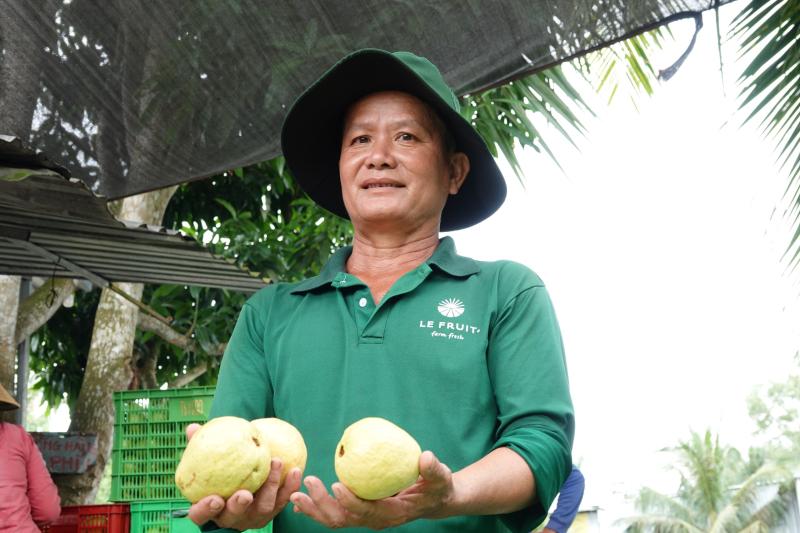 Nông dân miền Tây làm giàu nhờ trồng ổi ruột hồng- Ảnh 1.