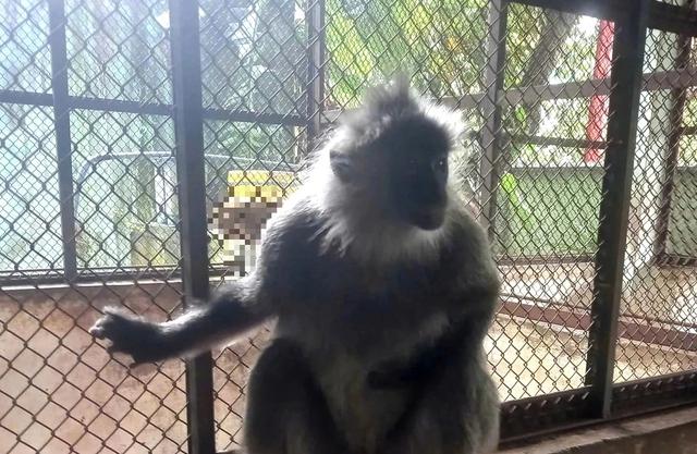 Người dân bắt được voọc bạc Đông Dương khi thả lưới đánh cá trên sông - Ảnh 1.