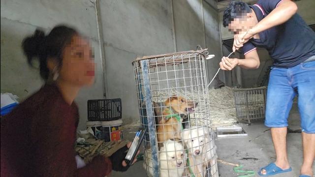 Nhức nhối trộm chó, mèo ở TP.HCM - Kỳ 2: Dùng AI tạo chó giả để lừa tiền chuộc- Ảnh 11. Nhức nhối trộm chó, mèo ở TP.HCM - Kỳ 2: Dùng AI tạo chó giả để lừa tiền chuộc- Ảnh 11.