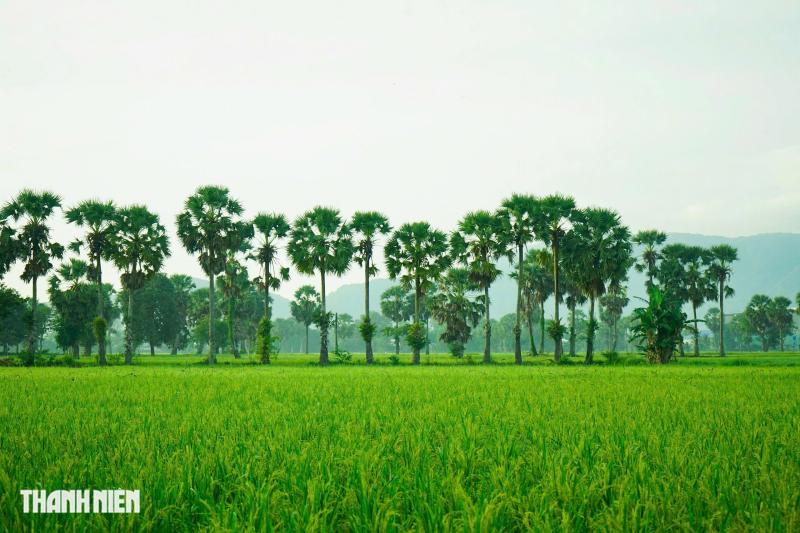 Cánh đồng thốt nốt - Ảnh 9.