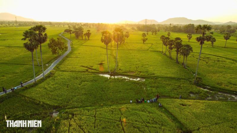 Cánh đồng thốt nốt - Ảnh 4.