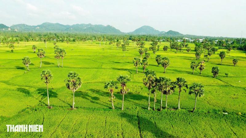 Cánh đồng thốt nốt - Ảnh 2.
