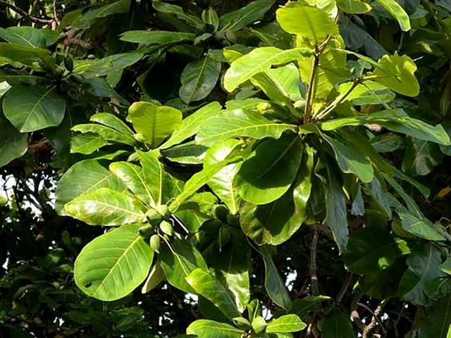 Bật mí thành phần ‘dịu nhẹ, lành tính’ mà chăm sóc da mụn hiệu quả trong Trioderma- Ảnh 4. Bật mí thành phần ‘dịu nhẹ, lành tính’ mà chăm sóc da mụn hiệu quả trong Trioderma- Ảnh 4.
