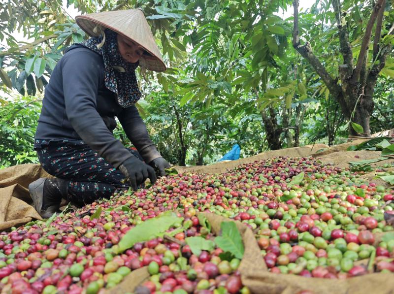 Nông sản xuất khẩu 'khổ' vì thuế- Ảnh 1. Nông sản xuất khẩu 'khổ' vì thuế- Ảnh 1.