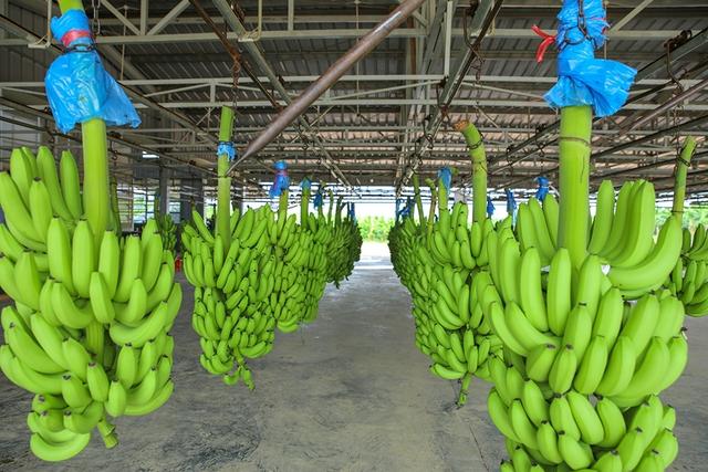 Thời cơ mới cho trái cây Việt- Ảnh 3.