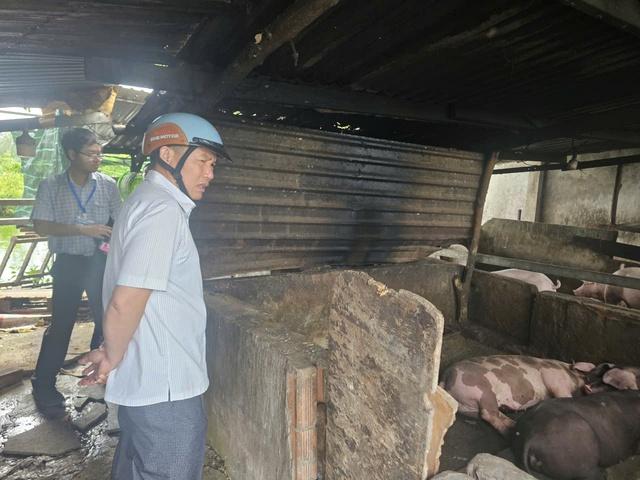 TP.HCM: Hộ dân nuôi heo giữa khu dân cư phường Tam Thắng xả thải ra môi trường- Ảnh 3. TP.HCM: Hộ dân nuôi heo giữa khu dân cư phường Tam Thắng xả thải ra môi trường- Ảnh 3.