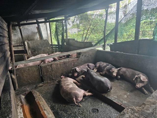 TP.HCM: Hộ dân nuôi heo giữa khu dân cư phường Tam Thắng xả thải ra môi trường- Ảnh 1. TP.HCM: Hộ dân nuôi heo giữa khu dân cư phường Tam Thắng xả thải ra môi trường- Ảnh 1.