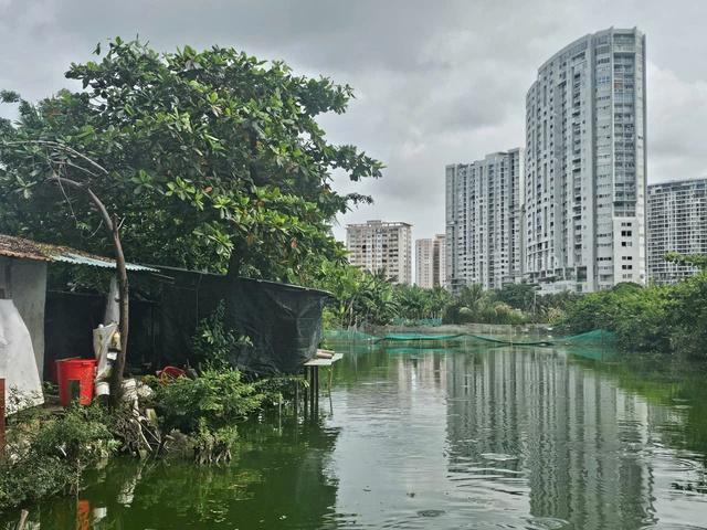 TP.HCM: Hộ dân nuôi heo giữa khu dân cư phường Tam Thắng xả thải ra môi trường- Ảnh 2. TP.HCM: Hộ dân nuôi heo giữa khu dân cư phường Tam Thắng xả thải ra môi trường- Ảnh 2.