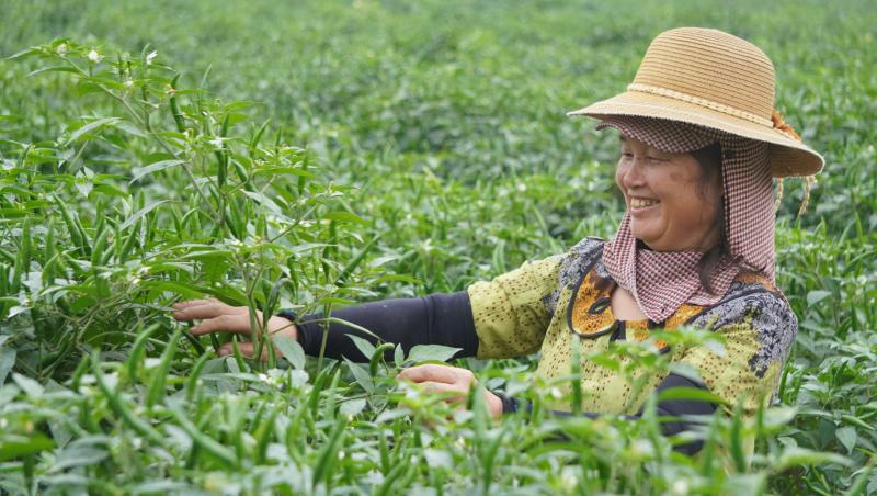 Giá ớt lập kỷ lục , nông dân thanh hóa trăn trở về bảo vệ mùa vụ - Ảnh 1. Giá ớt lập kỷ lục , nông dân thanh hóa trăn trở về bảo vệ mùa vụ - Ảnh 1.