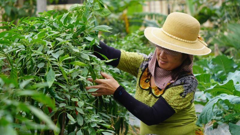 Giá ớt lập kỷ lục , nông dân thanh hóa trăn trở về bảo vệ mùa vụ - Ảnh 3. Giá ớt lập kỷ lục , nông dân thanh hóa trăn trở về bảo vệ mùa vụ - Ảnh 3.