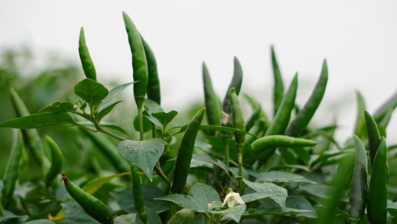 Giá ớt lập kỷ lục , nông dân thanh hóa trăn trở về bảo vệ mùa vụ - Ảnh 2. Giá ớt lập kỷ lục , nông dân thanh hóa trăn trở về bảo vệ mùa vụ - Ảnh 2.