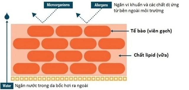 4 tuần giúp da thâm mụn hóa sáng mịn với công thức dịu lành từ thiên nhiên - Ảnh 3.