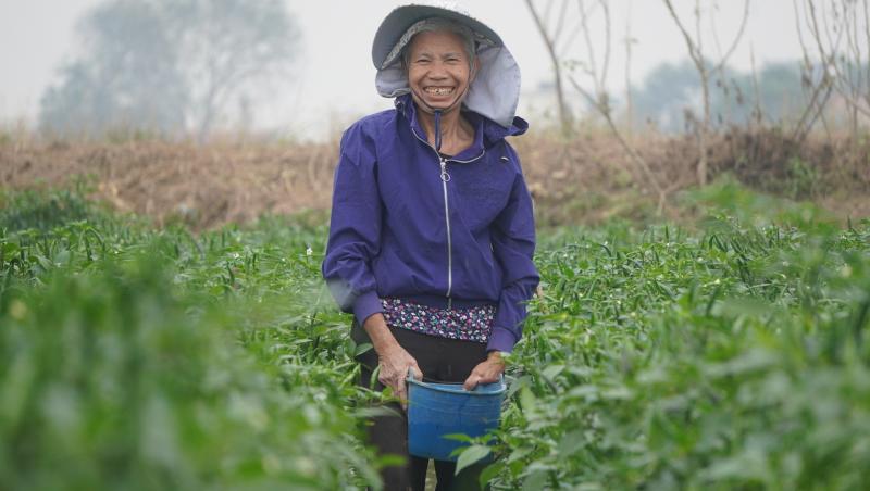 Giá ớt lập kỷ lục , nông dân thanh hóa trăn trở về bảo vệ mùa vụ - Ảnh 4. Giá ớt lập kỷ lục , nông dân thanh hóa trăn trở về bảo vệ mùa vụ - Ảnh 4.