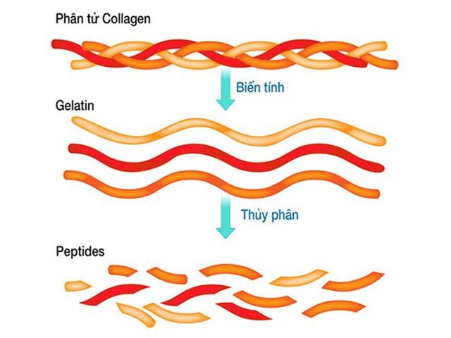 Không phải collagen nào cũng đáng tiền - đây là tiêu chí phụ nữ 25+ nên biết - Ảnh 3.