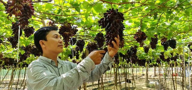 Khánh Hòa: Đánh thức 'viên ngọc' kinh tế biển và nông nghiệp công nghệ cao- Ảnh 3. Khánh Hòa: Đánh thức 'viên ngọc' kinh tế biển và nông nghiệp công nghệ cao- Ảnh 3.