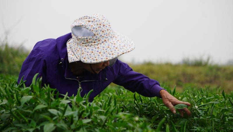 Giá ớt lập kỷ lục , nông dân thanh hóa trăn trở về bảo vệ mùa vụ - Ảnh 5. Giá ớt lập kỷ lục , nông dân thanh hóa trăn trở về bảo vệ mùa vụ - Ảnh 5.