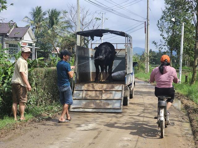 Tái thiết vùng rốn lũ: Dựng lại cơ nghiệp ở vùng rốn lũ Hòa Thịnh- Ảnh 5.