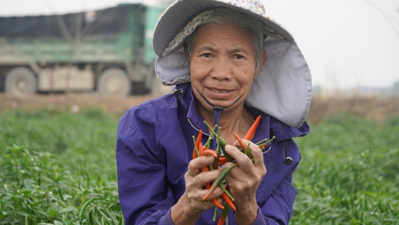 Giá ớt lập kỷ lục , nông dân thanh hóa trăn trở về bảo vệ mùa vụ - Ảnh 9. Giá ớt lập kỷ lục , nông dân thanh hóa trăn trở về bảo vệ mùa vụ - Ảnh 9.
