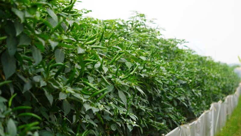 Giá ớt lập kỷ lục , nông dân thanh hóa trăn trở về bảo vệ mùa vụ - Ảnh 6. Giá ớt lập kỷ lục , nông dân thanh hóa trăn trở về bảo vệ mùa vụ - Ảnh 6.
