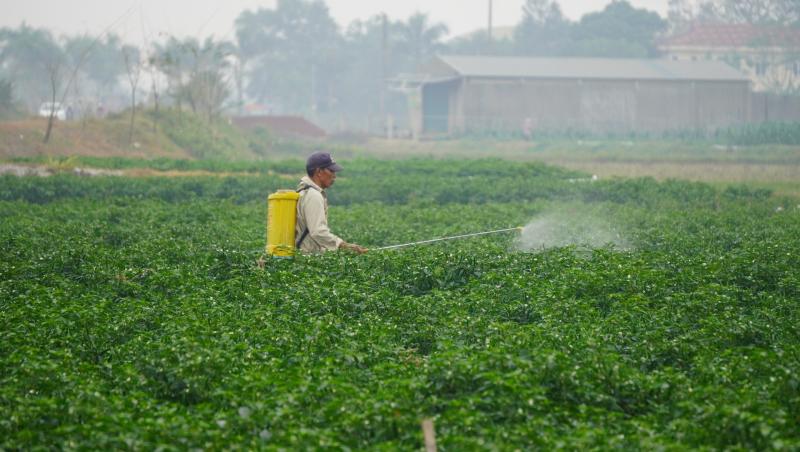 Giá ớt lập kỷ lục , nông dân thanh hóa trăn trở về bảo vệ mùa vụ - Ảnh 8. Giá ớt lập kỷ lục , nông dân thanh hóa trăn trở về bảo vệ mùa vụ - Ảnh 8.
