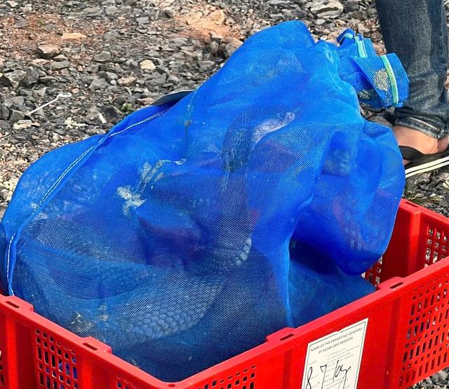 Quảng Trị: Bắt vụ vận chuyển gần 1 tấn rắn hổ mang từ Lào về Việt Nam- Ảnh 2.