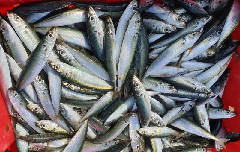 Cá nục kho măng ở Kon Tum: Cuộc gặp gỡ giữa núi đại ngàn và hơi thở biển khơi - Ảnh 3.