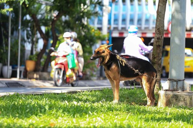 Thả rông chó, mèo phạt bao nhiêu, ai xử phạt?- Ảnh 2. Thả rông chó, mèo phạt bao nhiêu, ai xử phạt?- Ảnh 2.