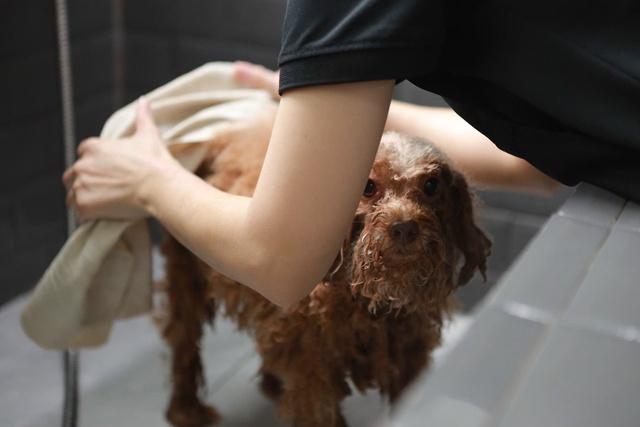 Làm đẹp thú cưng ở TP.HCM: Kiên nhẫn và cả trắc ẩn với khách hàng 4 chân- Ảnh 4. Làm đẹp thú cưng ở TP.HCM: Kiên nhẫn và cả trắc ẩn với khách hàng 4 chân- Ảnh 4.