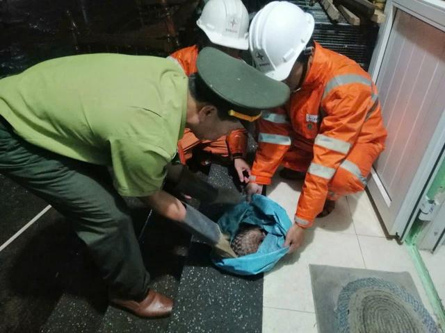Công nhân Điện lực Huế cứu hộ động vật quý hiếm trong đêm - Ảnh 1.