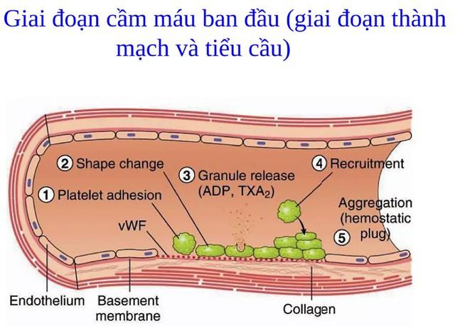 Quá trình lành thương như thế nào, phương pháp giúp phục hồi nhanh ngừa sẹo tối ưu? - Ảnh 2. Quá trình lành thương như thế nào, phương pháp giúp phục hồi nhanh ngừa sẹo tối ưu? - Ảnh 2.