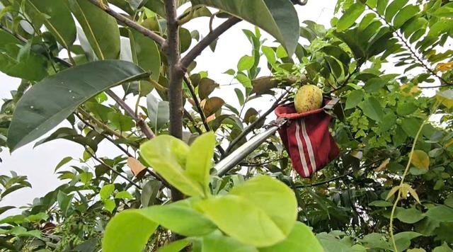 Gian nan nghề hái lộc trời tại Sài Gòn giữa dòng đời hiện đại - Ảnh 4. Gian nan nghề hái lộc trời tại Sài Gòn giữa dòng đời hiện đại - Ảnh 4.