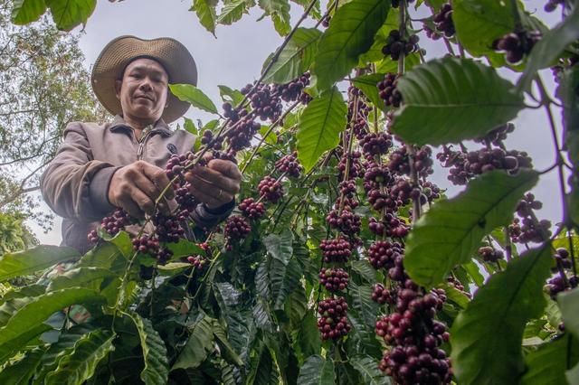 Đón tin vui đầu năm, nông sản sẵn sàng phá kỷ lục 70 tỉ USD - Ảnh 1.