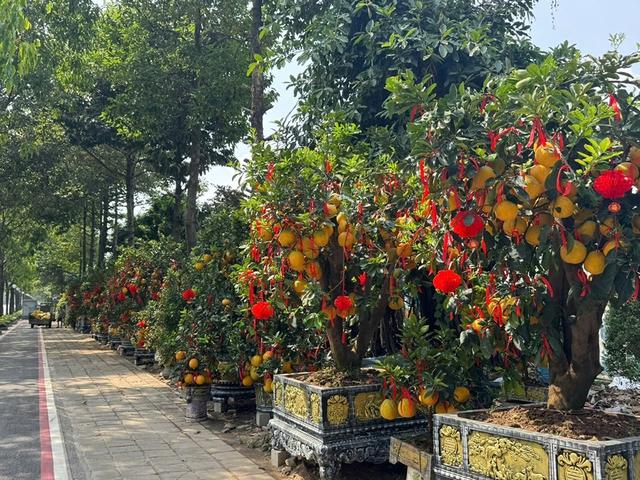 Săn kiểng độc, quả lạ chơi tết- Ảnh 3.