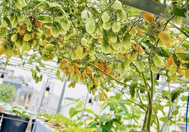 Sốc với giá hạt giống cà chua bạch tuộc, thành quả đáng đồng tiền - Ảnh 11.