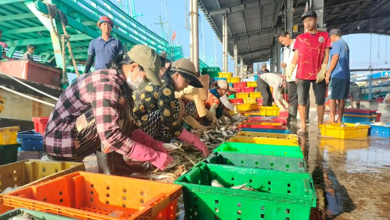 Cá ba thú trúng mùa, tàu cá Sông Đốc lãi trăm triệu chuyến biển cuối năm liên- Ảnh 3. Cá ba thú trúng mùa, tàu cá Sông Đốc lãi trăm triệu chuyến biển cuối năm liên- Ảnh 3.