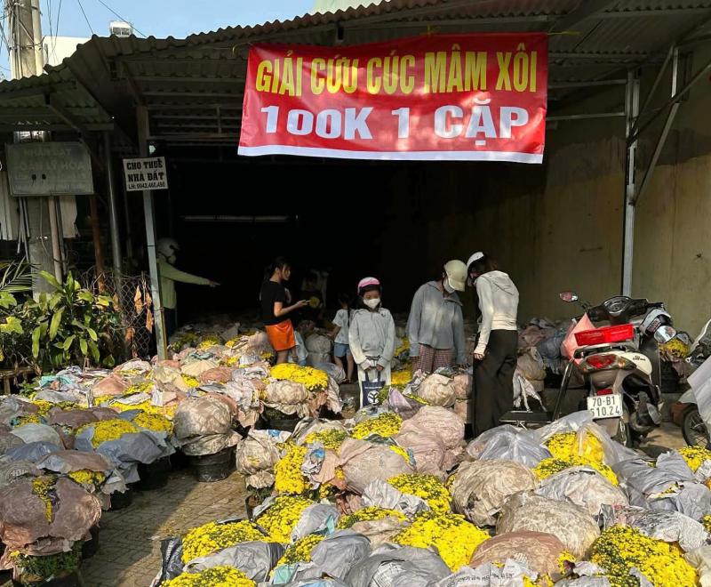 Giải cứu hoa tết: Nông dân miền Tây đoàn kết vượt khó khi cúc nở sớm - Ảnh 4. Giải cứu hoa tết: Nông dân miền Tây đoàn kết vượt khó khi cúc nở sớm - Ảnh 4.