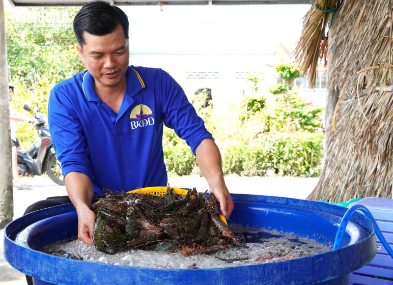 Tôm sú khô nguyên vỏ Cà Mau 'cháy hàng' dịp tết, giá 1,5 triệu/kg vẫn hút khách - Ảnh 2.