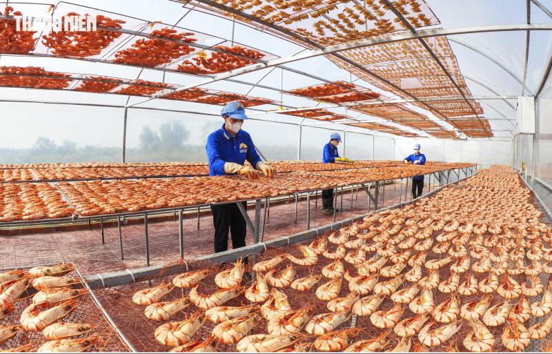 Tôm sú khô nguyên vỏ Cà Mau 'cháy hàng' dịp tết, giá 1,5 triệu/kg vẫn hút khách - Ảnh 10.